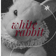 white rabbit