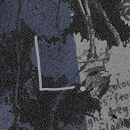 velum