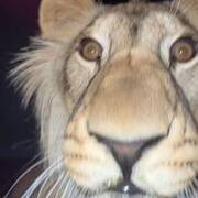 Cowardly Lion