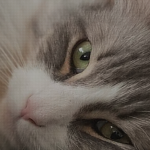 Дымогрив Дымогрив