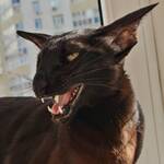 Донная Донная