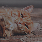 Жаворонок Жаворонок