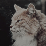 Грозолист Грозолист