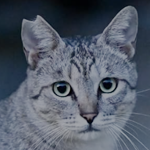 Пепелица Пепелица