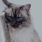 Стужа Стужа