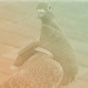 Carrier Pigeon