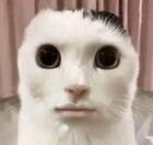 �������� �����