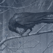 raven