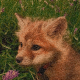 baby fox