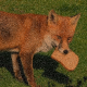 forest news